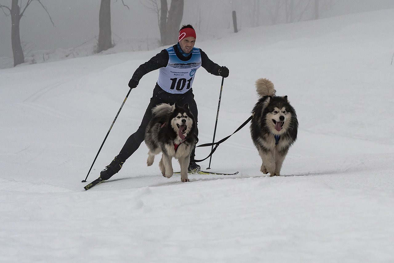 1280px-Werfenweng_2018_Skijoering_2_Hunde_Kat1_Haushammer_Florian-8098